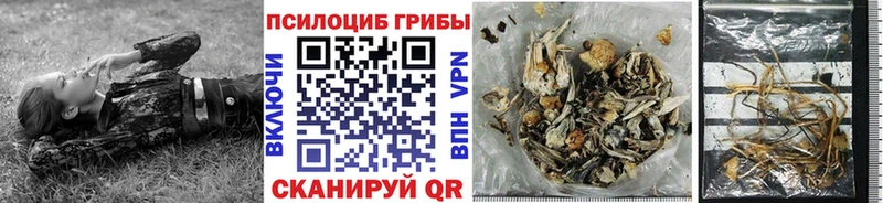 купить наркотик  Буй  Псилоцибиновые грибы Psilocybe 